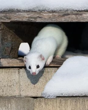 White stoat coming down from its hideout and looking at camera Stock Photos