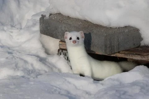 White stoat in snow coming out of its hideout and looking at camera Stock Photos