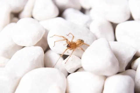 White stone with brown spider Stock Photos