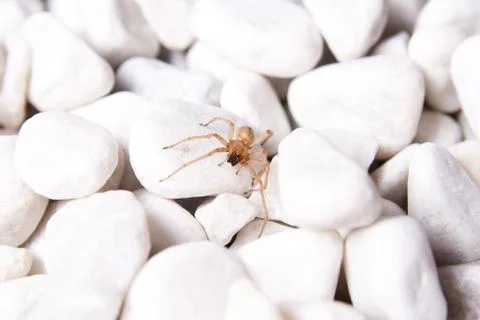 White stone with brown spider Stock Photos