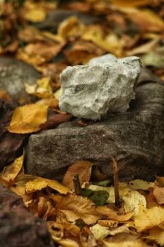 White stone lying on a dark stone on autumn leaves Stock Photos