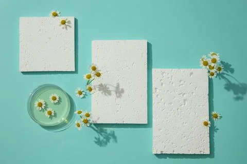 White stone podiums with empty space displayed with fresh Chamomilla flowers. Stock Photos
