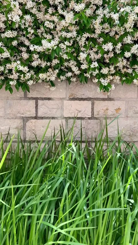 White stone wall surround by white flowers and grass slowly swaying in the wind. Stock Footage 293010351