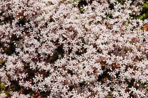White stonecrop close up Stock Photos