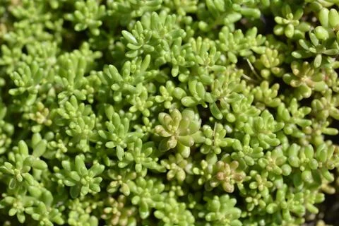 White Stonecrop Stock Photos