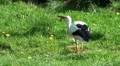 White Storck walking in a grassland HD Footage