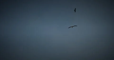 White stork and buzzard soaring together in the clear blue spring sky over Stock Footage 333504189