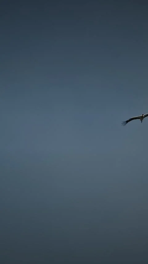 White stork and buzzard soaring together in the clear blue spring sky over Euro Stock Footage 342936162