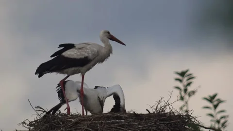 White stork baby eating in the nest Stock Footage