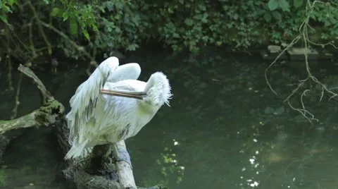 White Stork Bathing Stock Footage 65793982