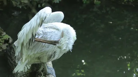 White Stork Bathing Stock Footage 65794316