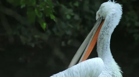White Stork Bathing Stock Footage 65794507