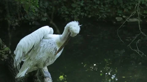 White Stork Bathing Stock Footage 65794801