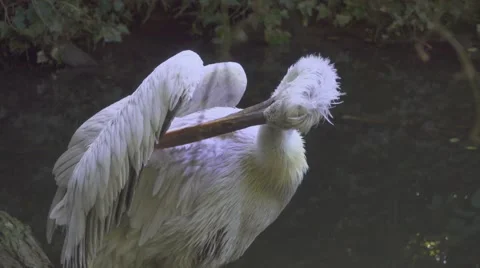 White Stork Bathing Stock Footage 66182969