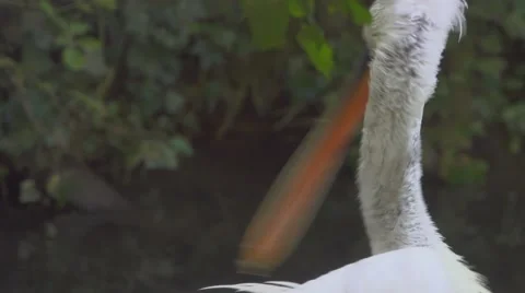 White Stork Bathing Stock Footage 66183071
