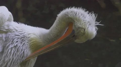 White Stork Bathing Stock Footage 66183281