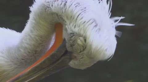 White Stork Bathing Vídeos de archivo 66183535
