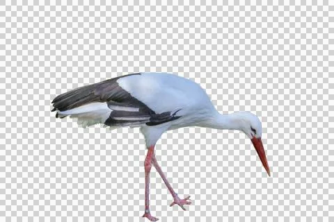 White stork bending neck looking for food Stock Photos