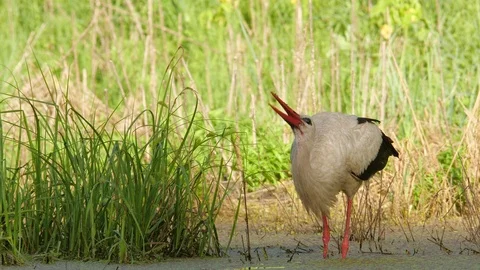 White stork. Bird drinks water. Stock Footage 91128549