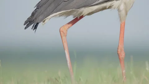 White stork bird Stock Footage 344146108