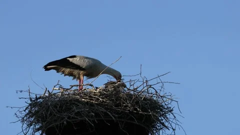 A white stork on the bird nest Video stock 155210231