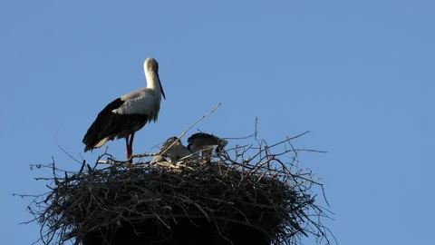 A white stork on the bird nest Video stock 155222567