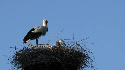A white stork on the bird nest Video stock 155223128