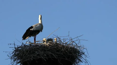 A white stork on the bird nest Video stock 155223209