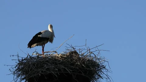 A white stork on the bird nest Video stock 155223224
