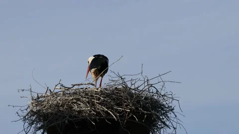 A white stork on the bird nest Video stock 155223936