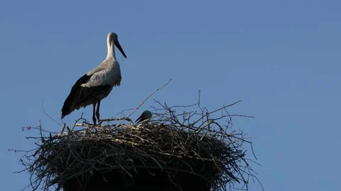 A white stork on the bird nest Video stock 155223986