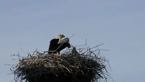 A white stork on the bird nest Video stock 155226007
