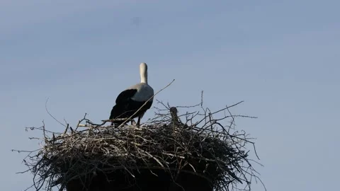 A white stork on the bird nest Video stock 155226013