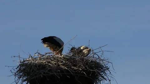 A white stork on the bird nest Stock Footage 155227291