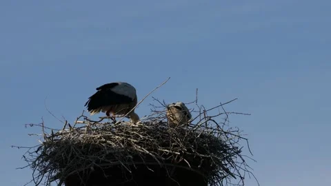 A white stork on the bird nest Stock Footage 155227294
