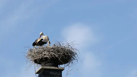 A white stork on the bird nest Stock Footage 155227577