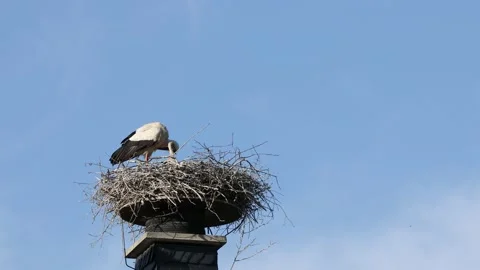 A white stork on the bird nest Stock Footage 155233482