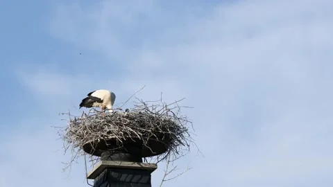 A white stork on the bird nest Stock Footage 155233959