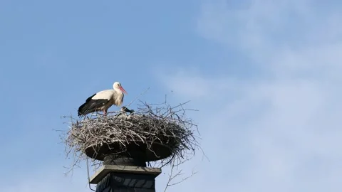 A white stork on the bird nest Stock Footage 155234312