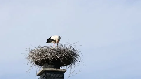 A white stork on the bird nest Stock Footage 155236329