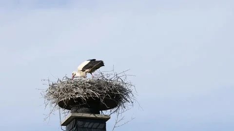A white stork on the bird nest Stock Footage 155236367