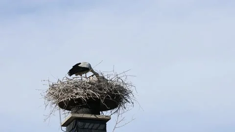 A white stork on the bird nest Stock Footage 155236512
