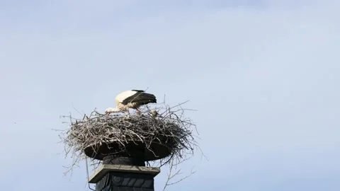 A white stork on the bird nest Stock Footage 155236567