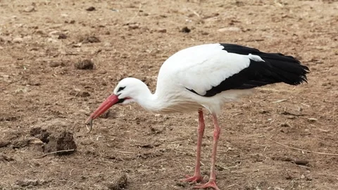 White Stork Bird Pecking At The Ground Stock Footage 343280186
