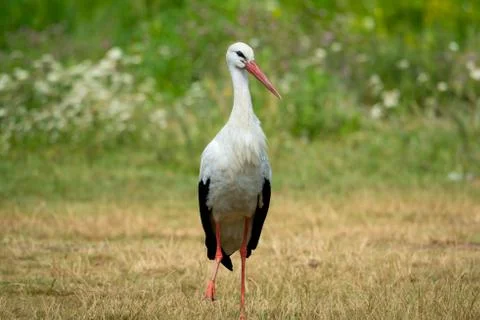 White stork bird walking in background of meadow with green grass and flowers. Stock Photos