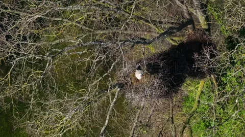 White Stork Birds Perched On A Tree With Leafless Branches. Aerial Shot Видео 331203944