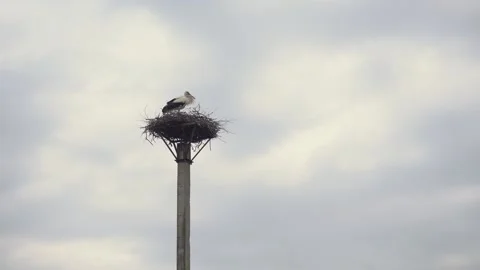 White stork with black wings sits in its nest made of straw. on a power pole Stock Footage 229893818