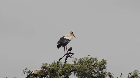 White stork on branch of tree with jackdaw on side Stock Footage 83095966