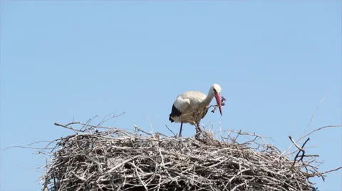 White stork building nest Video stock 6522424