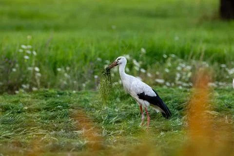 White stork carrying nesting material in Borek, Poland Foto stock